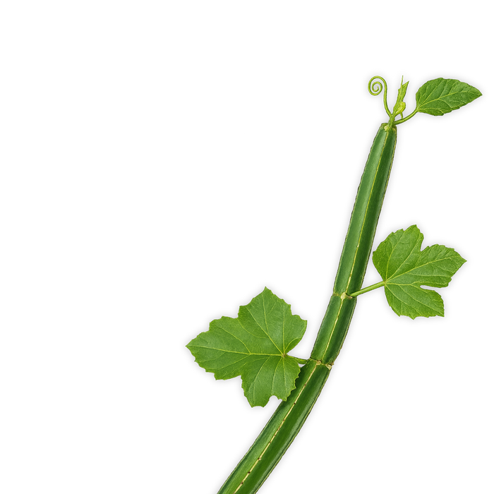 Cissus quadrangularis