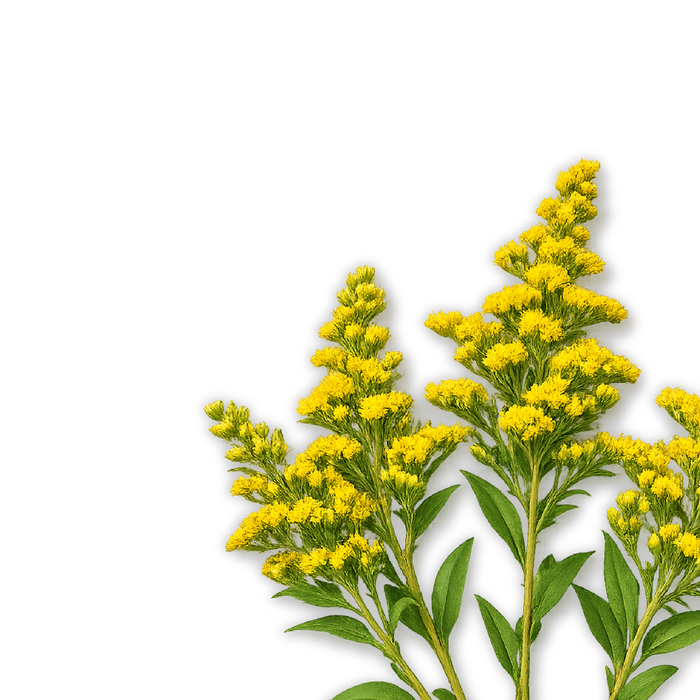 Goldrutenkraut