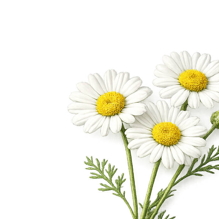 Kamillenblüte