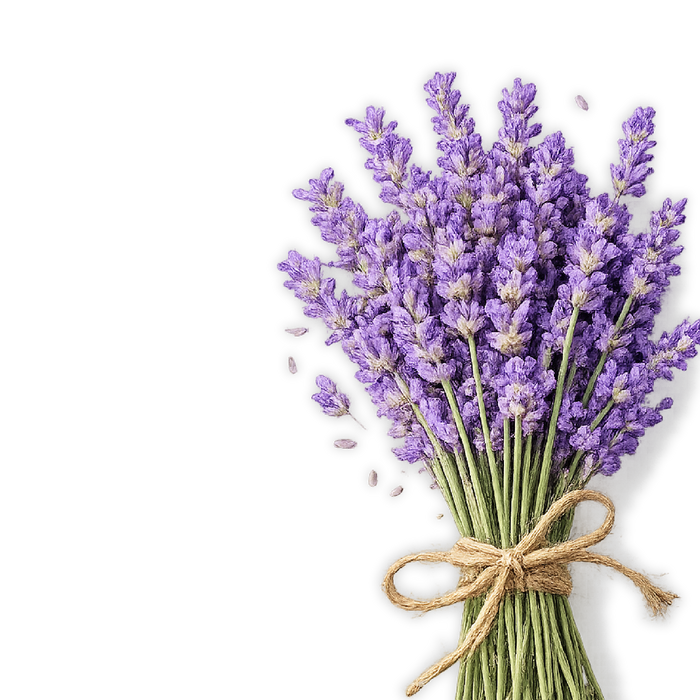Lavendel