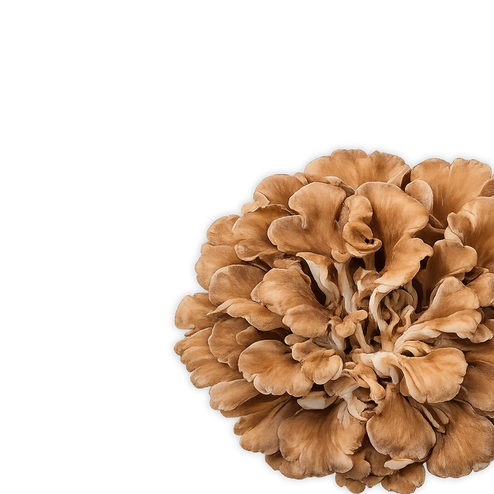 Maitake