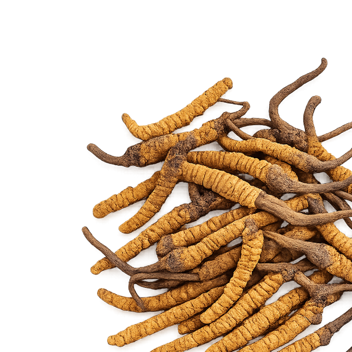 Cordyceps