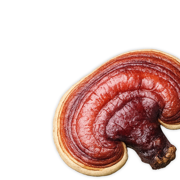 Reishi