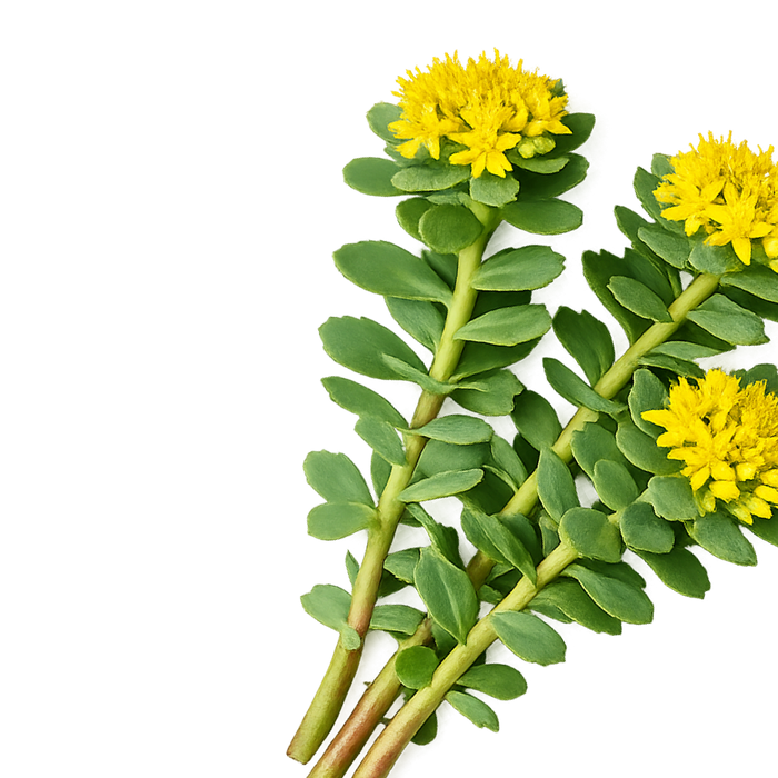 Rhodiola Rosea