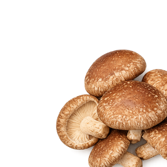 Shiitake